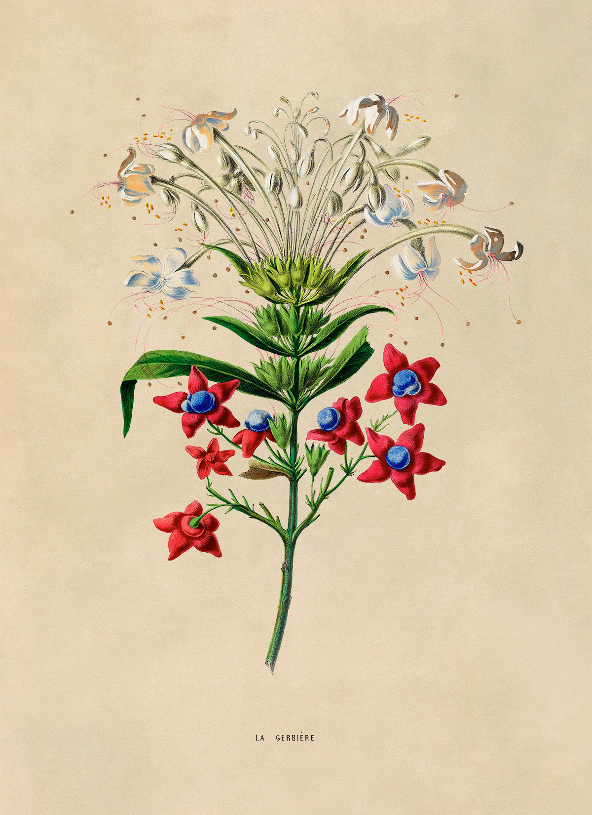 Glorybower Plant Botanical Illustration Print, FDA152