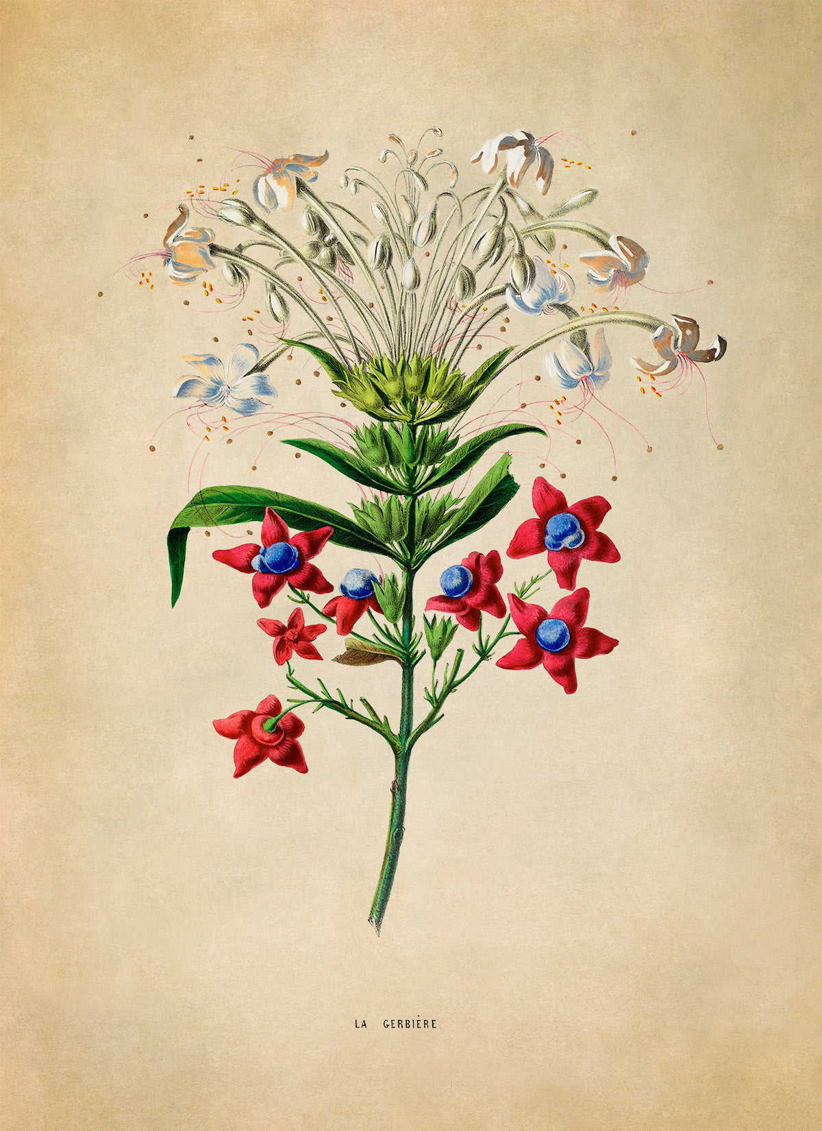 Glorybower Plant Botanical Illustration Print, FDA152