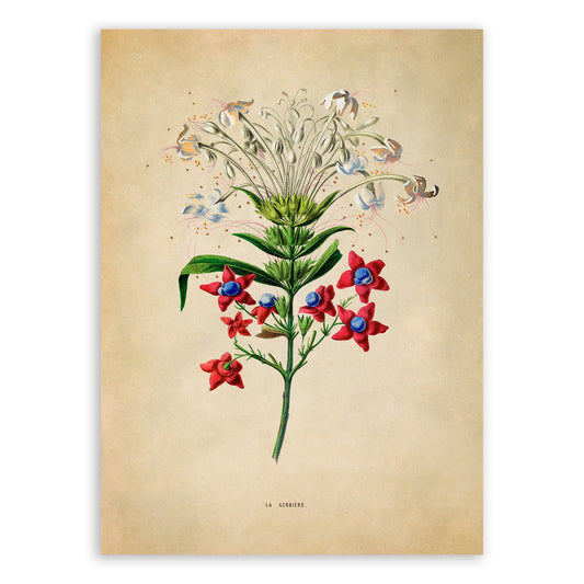 Glorybower Plant Botanical Illustration Print, FDA152