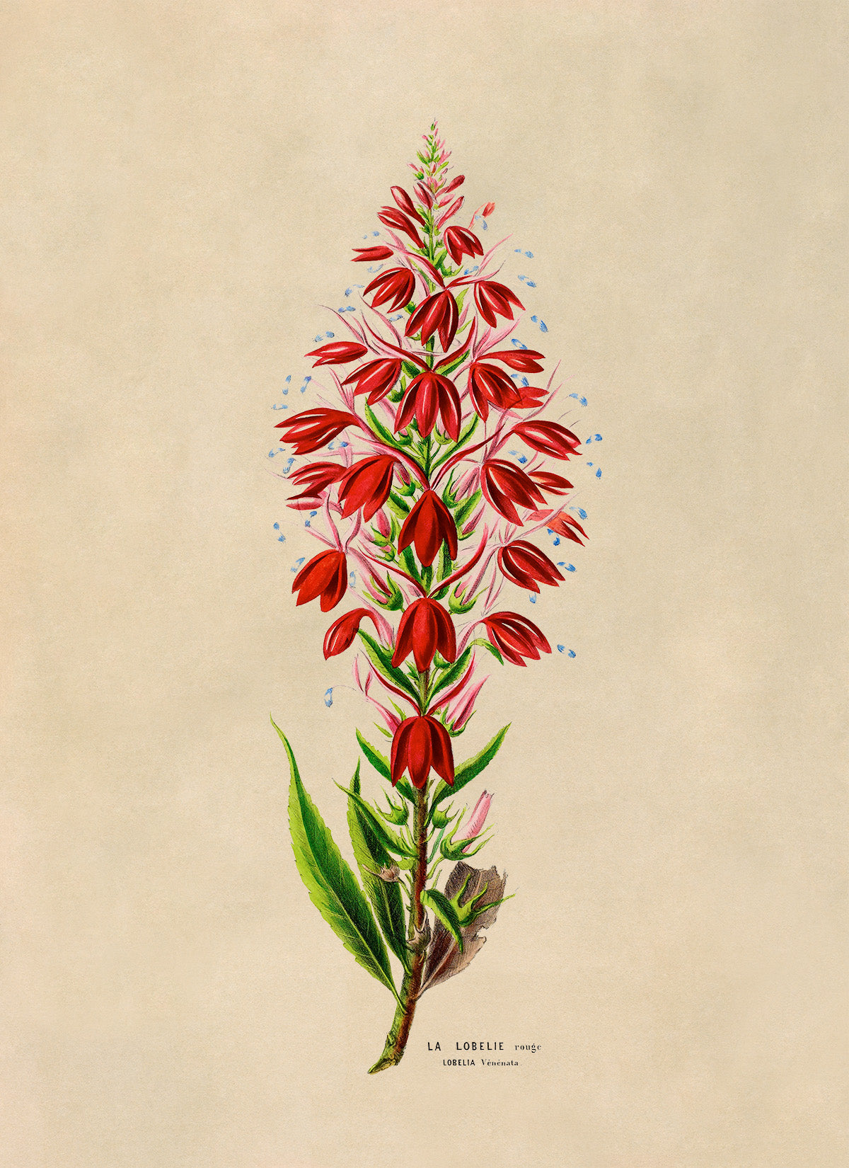 Cardinal Flower Botanical Illustration Print, FDA153