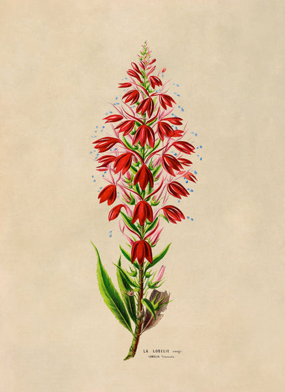 Cardinal Flower Botanical Illustration Print, FDA153