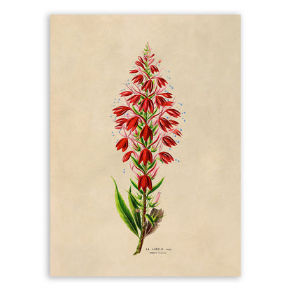 Cardinal Flower Botanical Illustration Print, FDA153