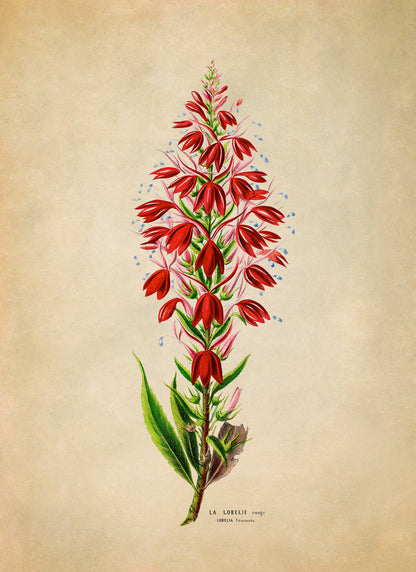 Cardinal Flower Botanical Illustration Print, FDA153