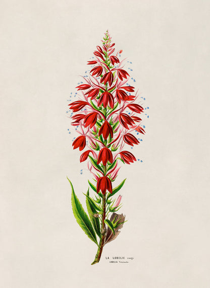 Cardinal Flower Botanical Illustration Print, FDA153