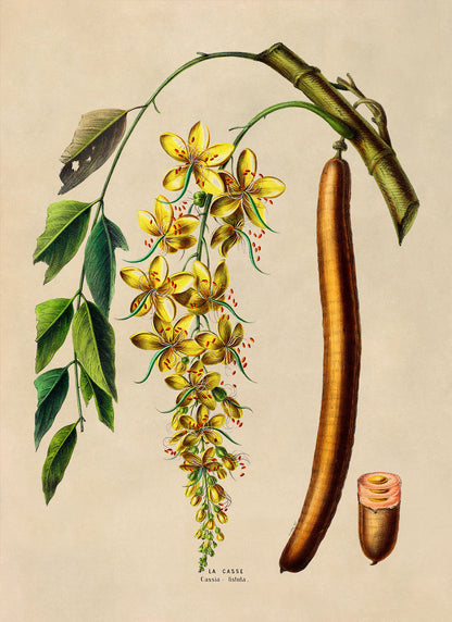 Golden Shower Tree Botanical Illustration Print, FDA155