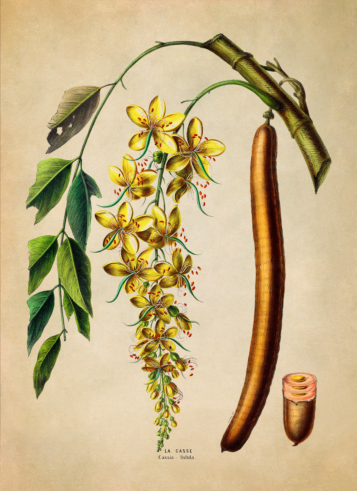 Golden Shower Tree Botanical Illustration Print, FDA155