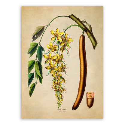 Golden Shower Tree Botanical Illustration Print, FDA155