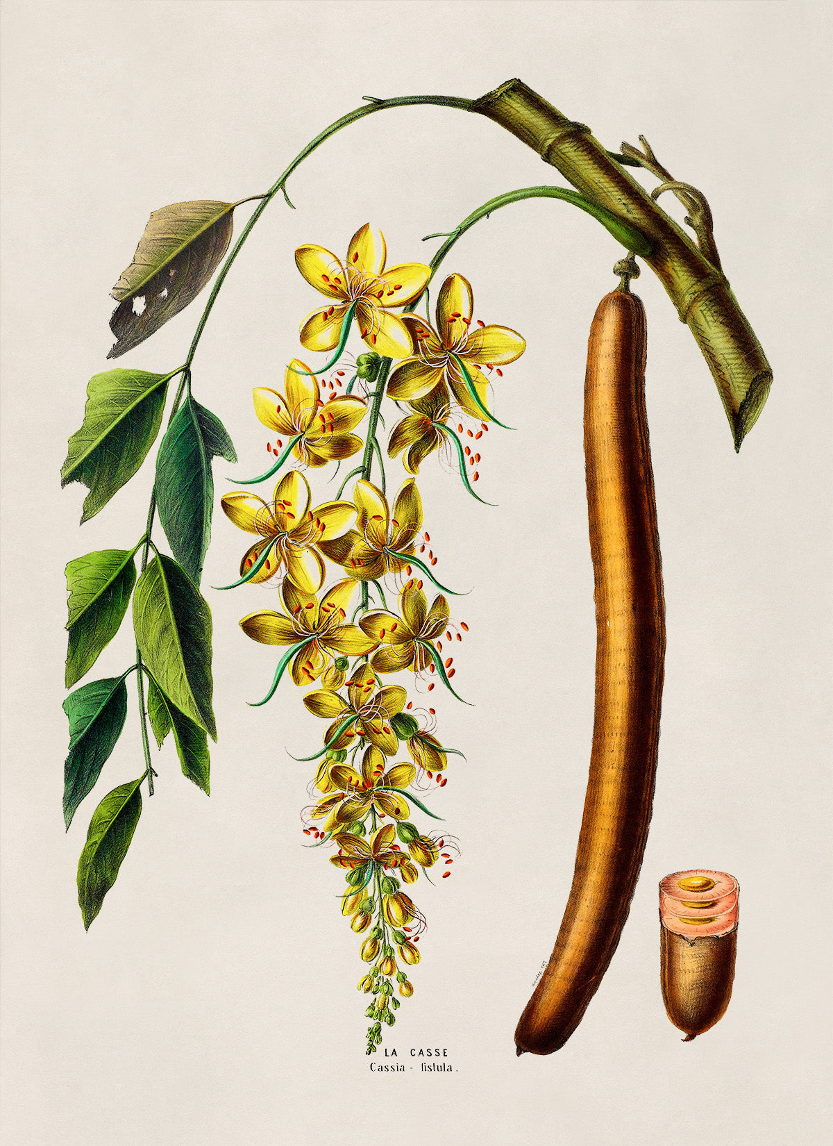 Golden Shower Tree Botanical Illustration Print, FDA155