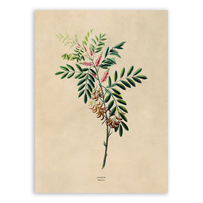 Anil De Pasto Plant Botanical Illustration Print, FDA156