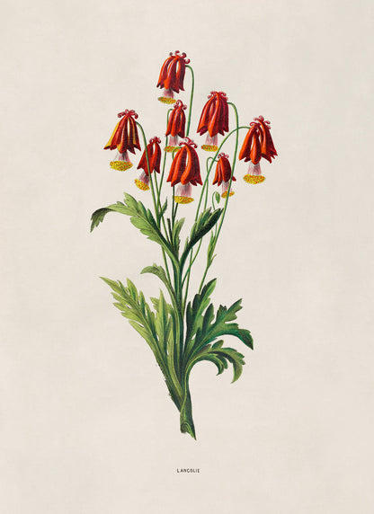 Red Columbine Flower Botanical Illustration Print, FDA157