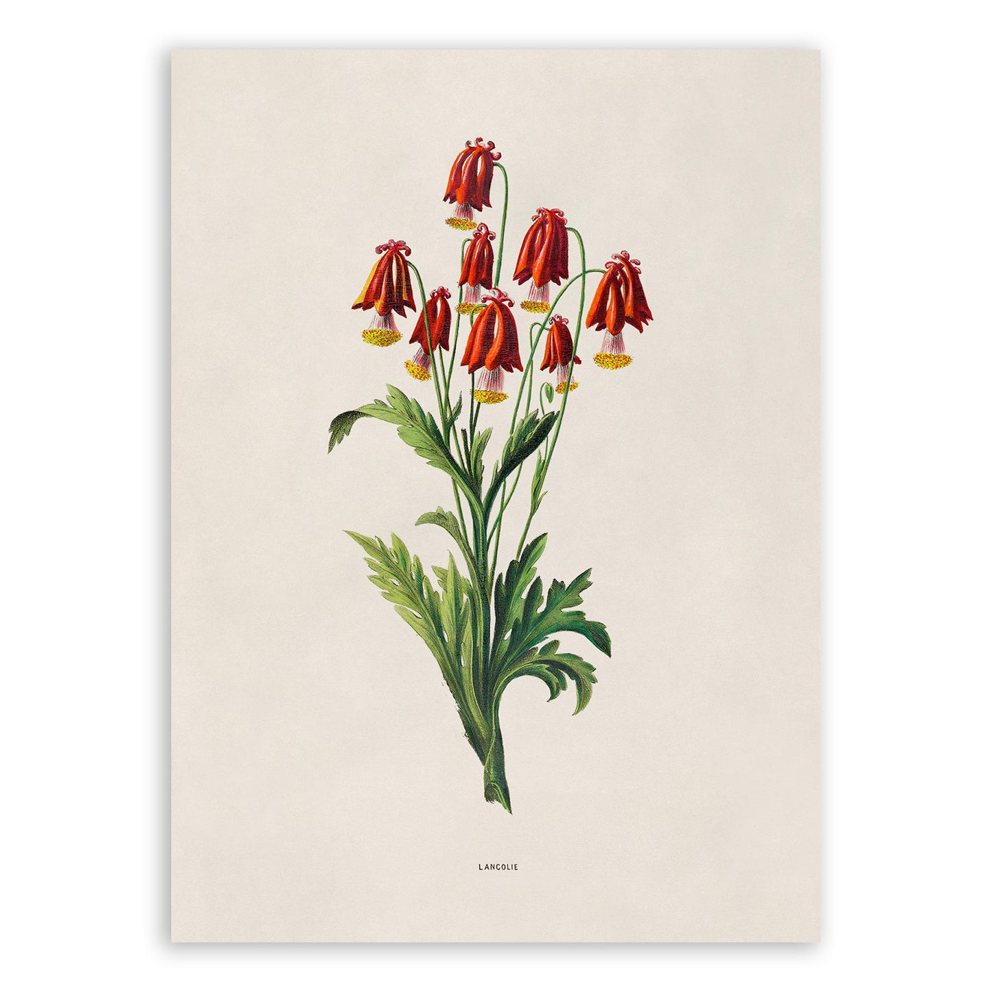 Red Columbine Flower Botanical Illustration Print, FDA157