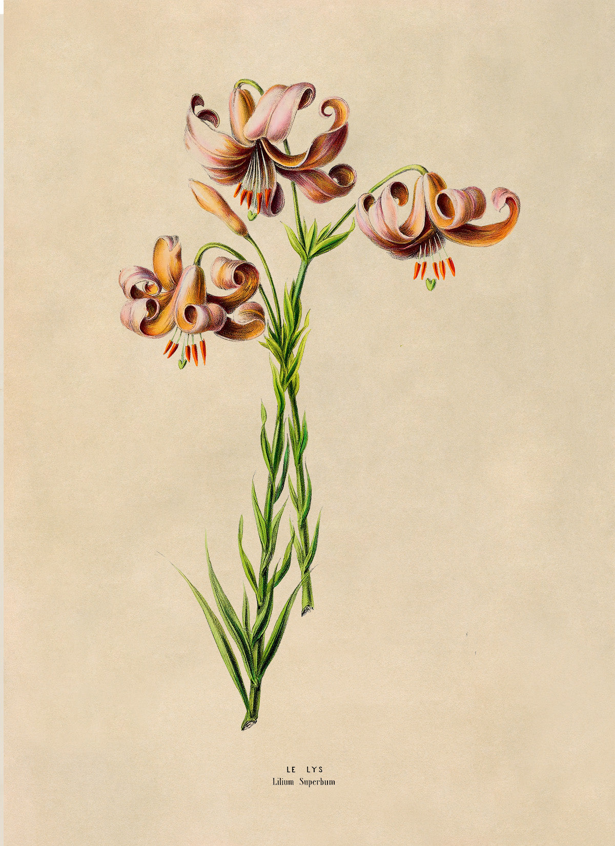 American Tiger Lily Flower Botanical Illustration Print, FDA158