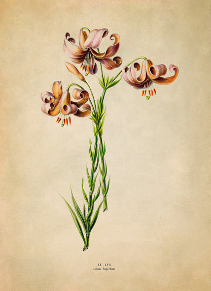tiger lily botanical illustration American Tiger Lily Print