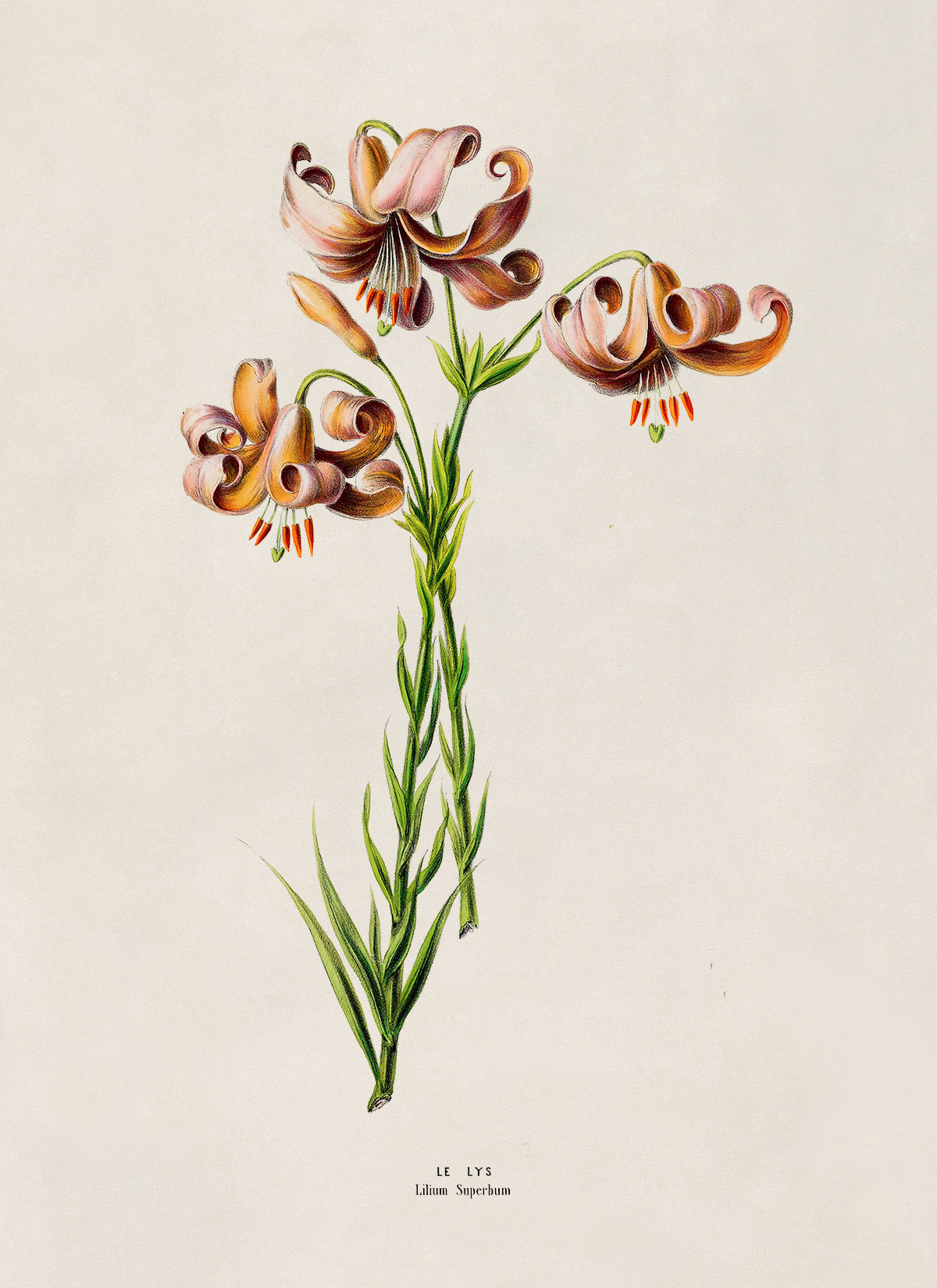 American Tiger Lily Flower Botanical Illustration Print, FDA158