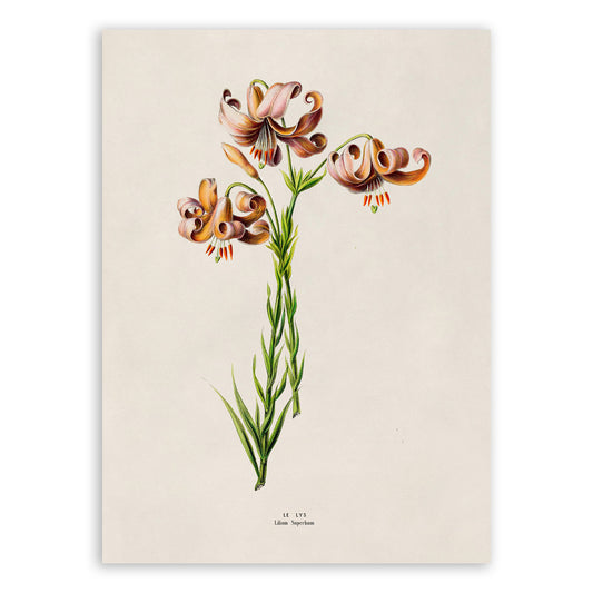 American Tiger Lily Flower Botanical Illustration Print, FDA158