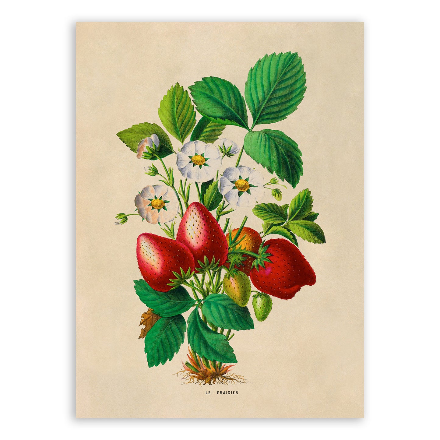 Strawberry Plant Botanical Illustration Print, FDA159