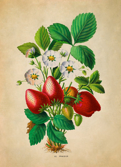 Strawberry Plant Botanical Illustration Print, FDA159