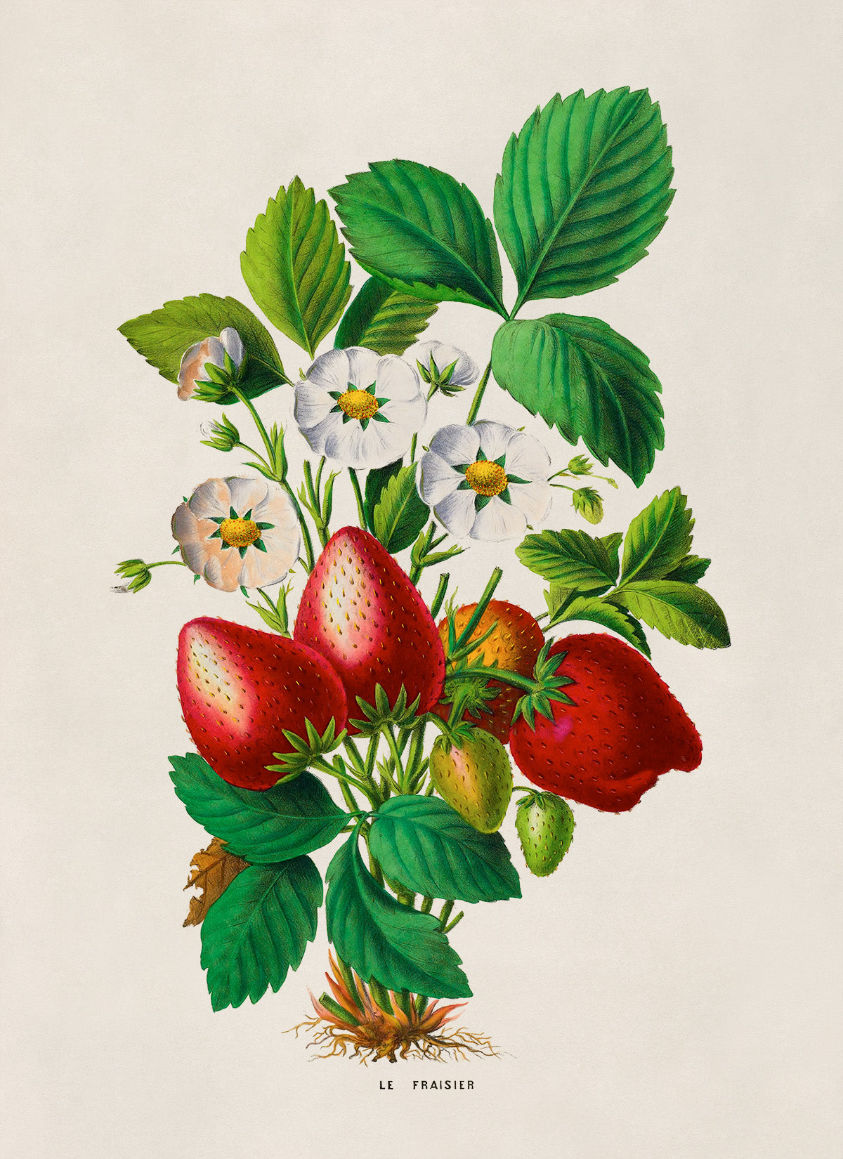 Strawberry Plant Botanical Illustration Print, FDA159