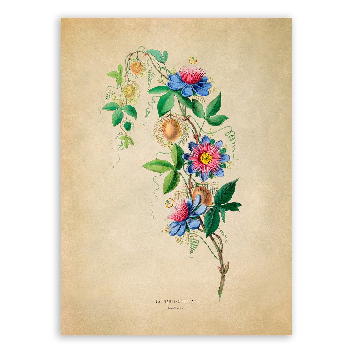 Maypop Passion Flower Botanical Illustration Print, FDA15