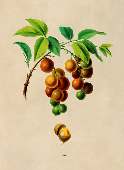 Spanish Lime Plant Botanical Illustration Print, FDA160