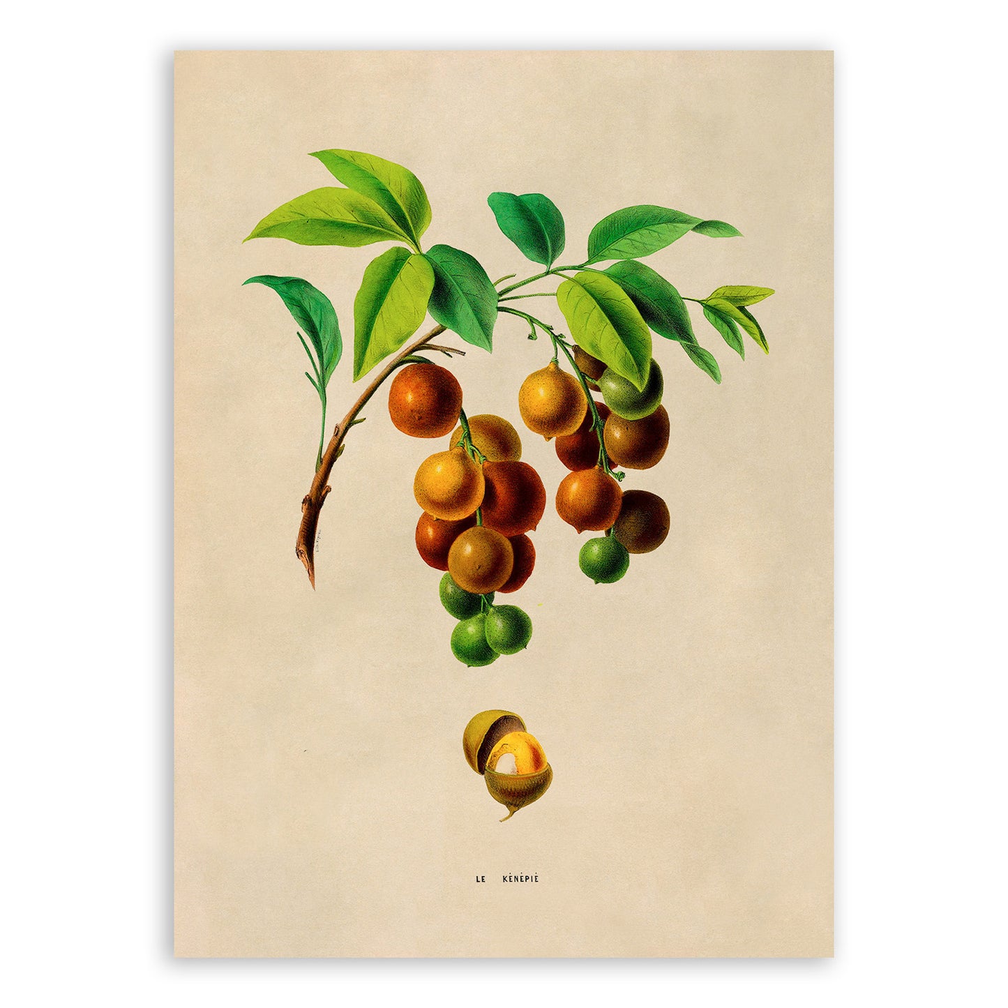 Spanish Lime Plant Botanical Illustration Print, FDA160