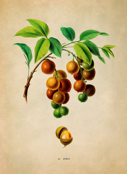 Spanish Lime Plant Botanical Illustration Print, FDA160