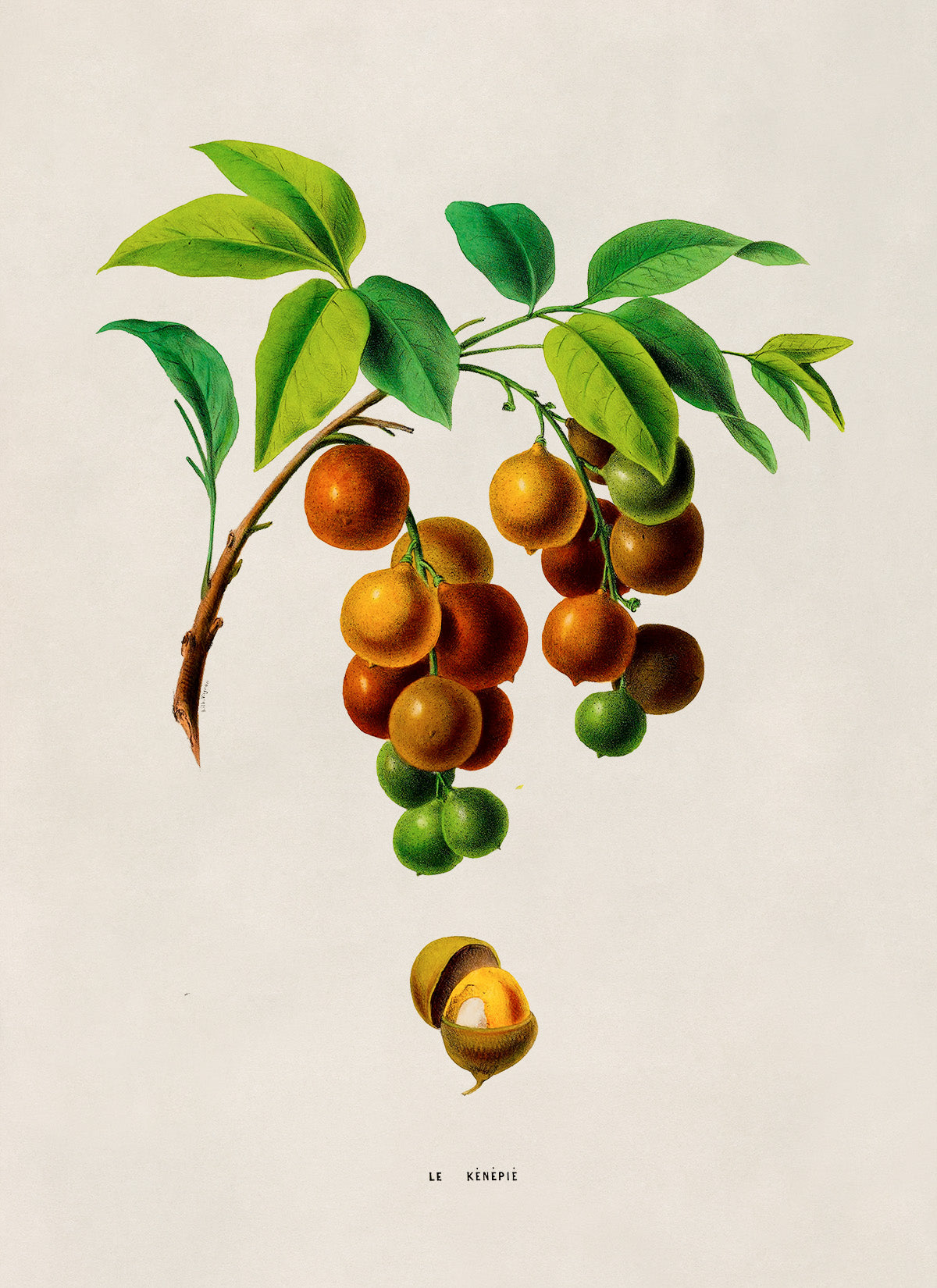 Spanish Lime Plant Botanical Illustration Print, FDA160