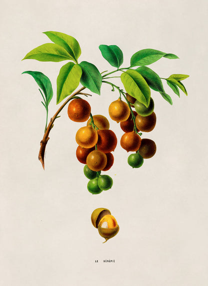 Spanish Lime Plant Botanical Illustration Print, FDA160