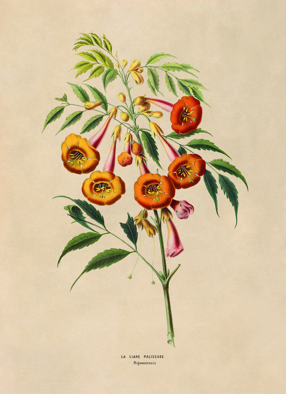 Trumpet Vine Plant Botanical Illustration Print, FDA161