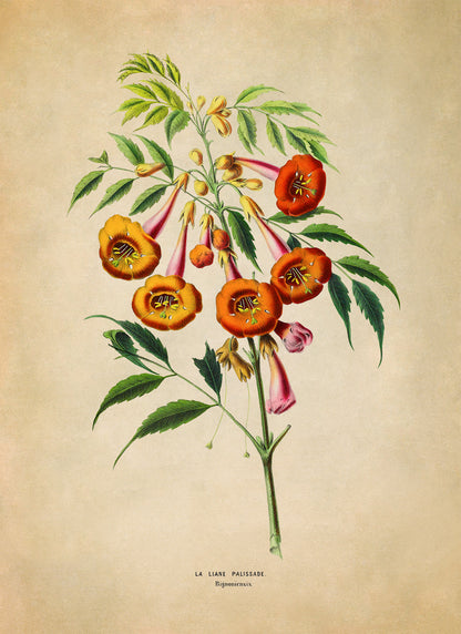 Trumpet Vine Plant Botanical Illustration Print, FDA161