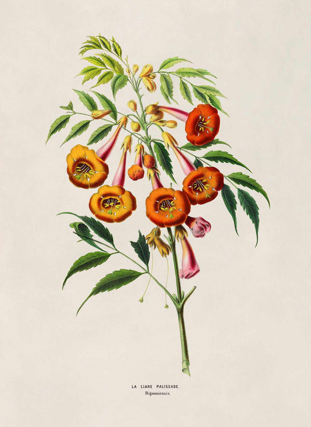 Trumpet Vine Plant Botanical Illustration Print, FDA161