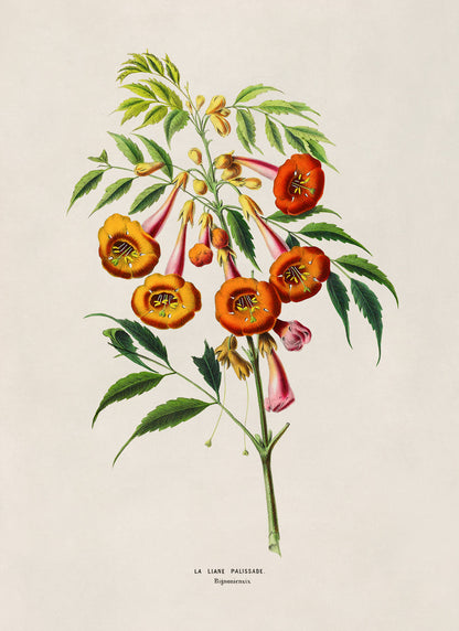 Trumpet Vine Plant Botanical Illustration Print, FDA161