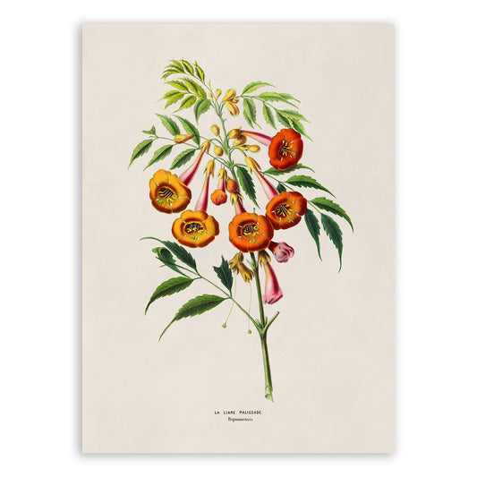 Trumpet Vine Plant Botanical Illustration Print, FDA161