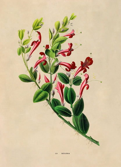 Honeysuckle Plant Botanical Illustration Print, FDA162