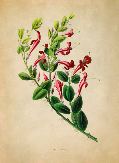 Honeysuckle Plant Botanical Illustration Print, FDA162