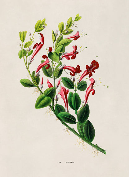 Honeysuckle Plant Botanical Illustration Print, FDA162