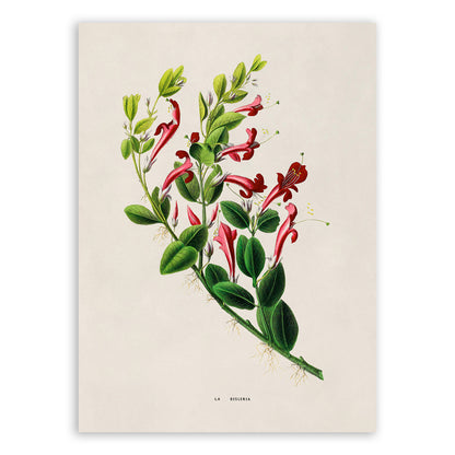 Honeysuckle Plant Botanical Illustration Print, FDA162