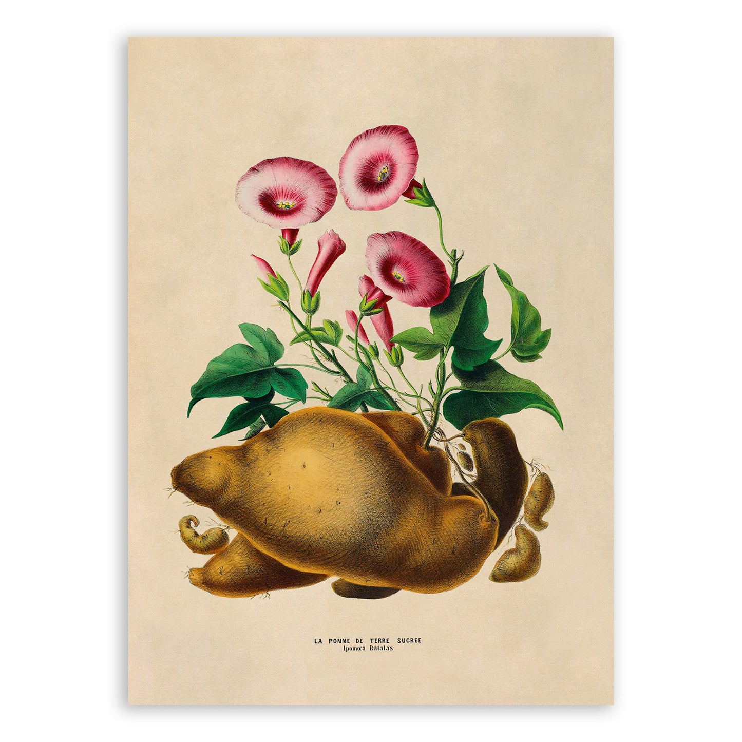 Sweet Potato Plant Botanical Illustration Print, FDA163