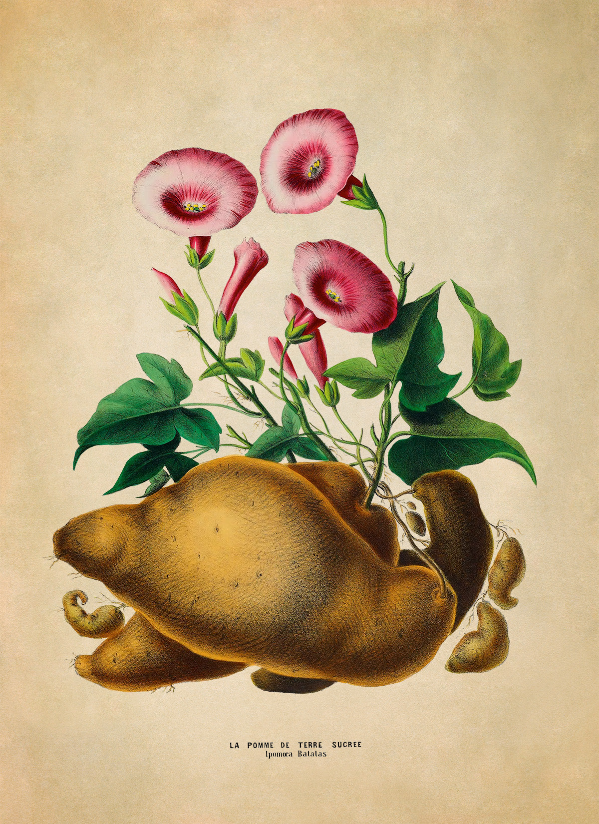 Sweet Potato Plant Botanical Illustration Print, FDA163