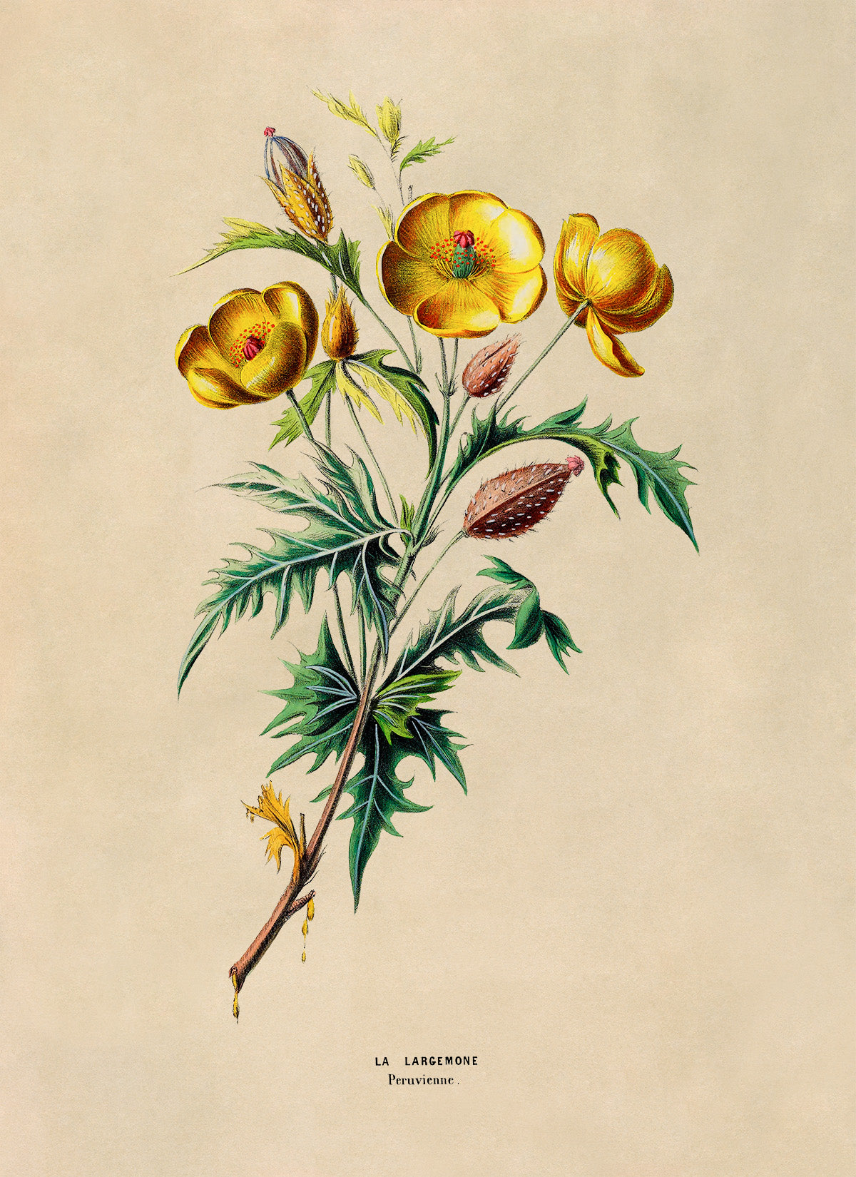 Mexican Prickly Poppy Flower Botanical Illustration Print, FDA164