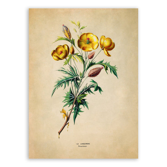 Mexican Prickly Poppy Flower Botanical Illustration Print, FDA164