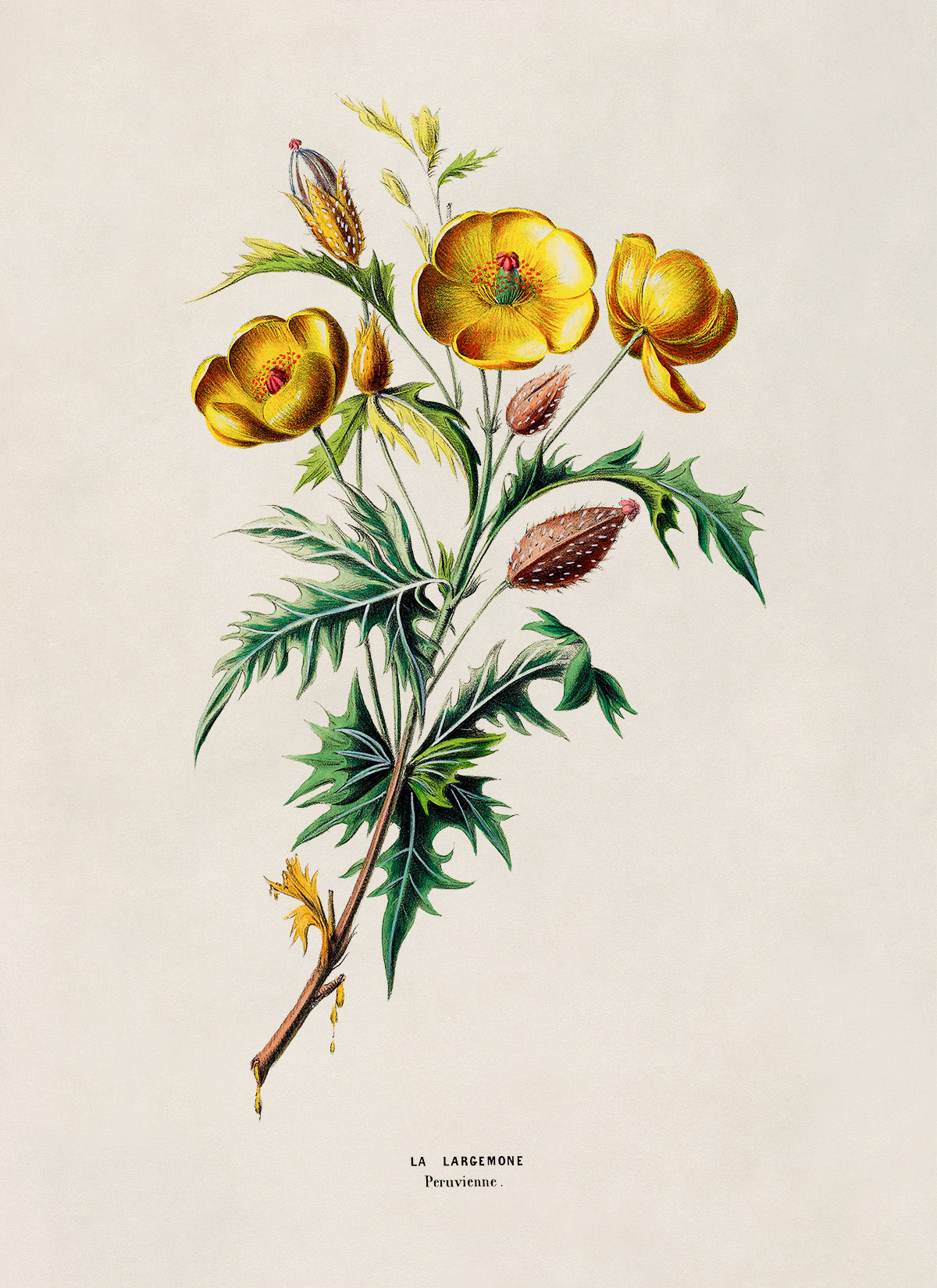 Mexican Prickly Poppy Flower Botanical Illustration Print, FDA164