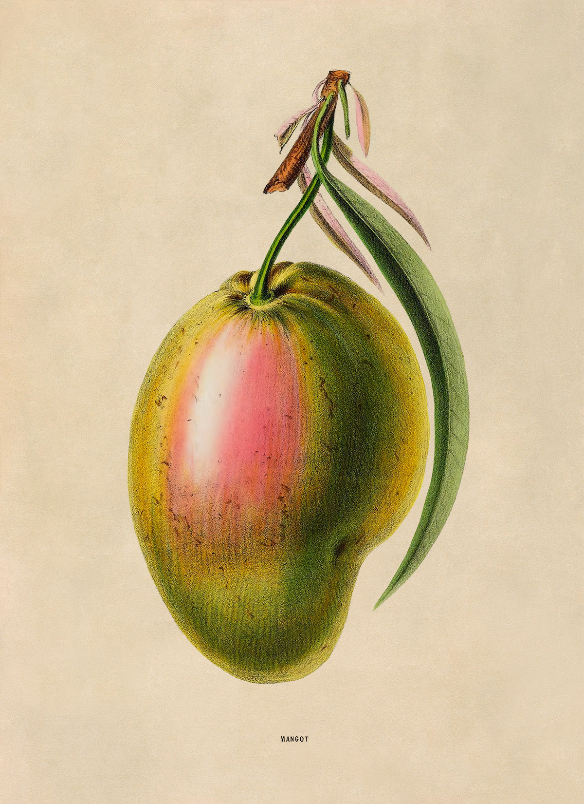 Mango Fruit Botanical Illustration Print, FDA165