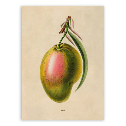 Mango Fruit Botanical Illustration Print, FDA165