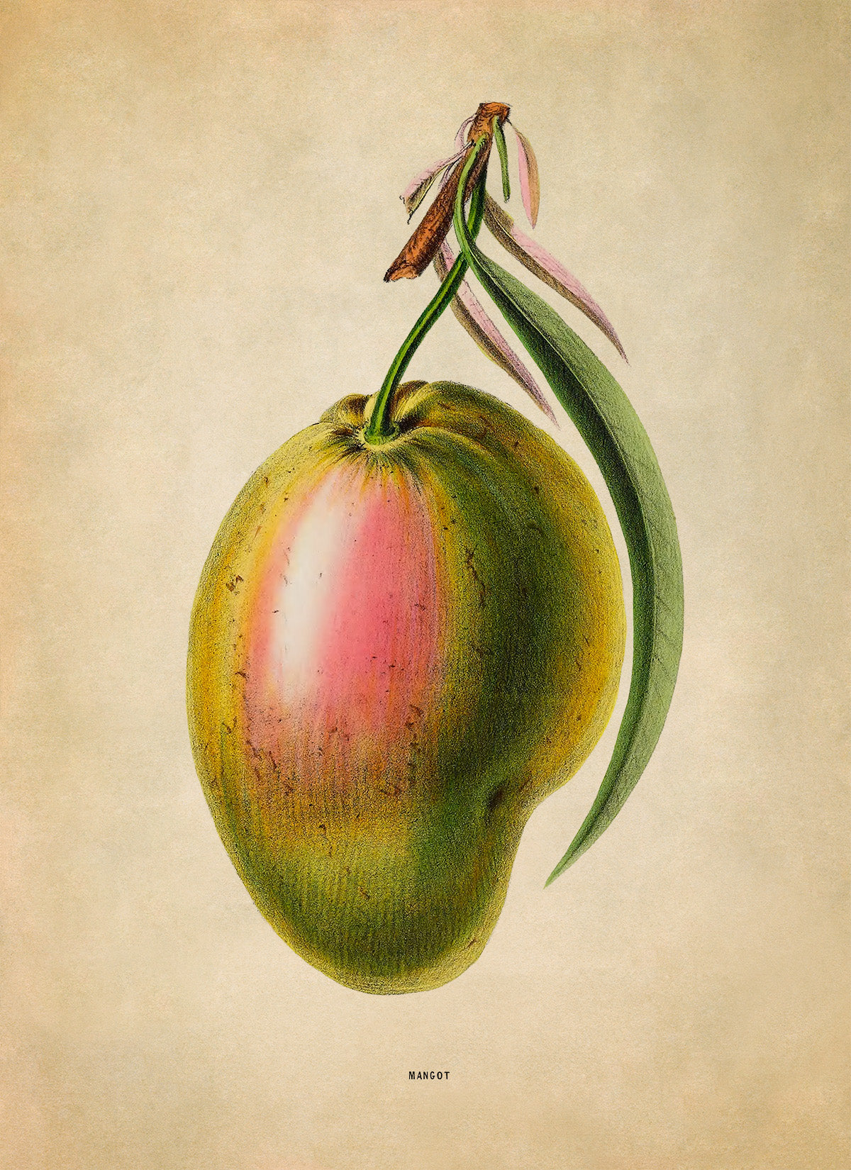 Mango Fruit Botanical Illustration Print, FDA165