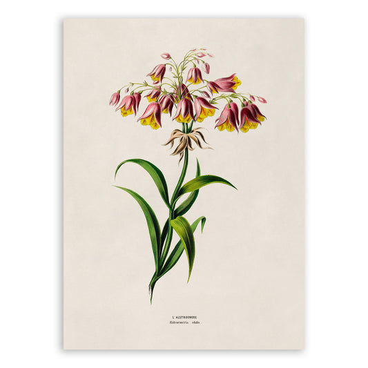 Salsilla Plant Botanical Illustration Print, FDA165e