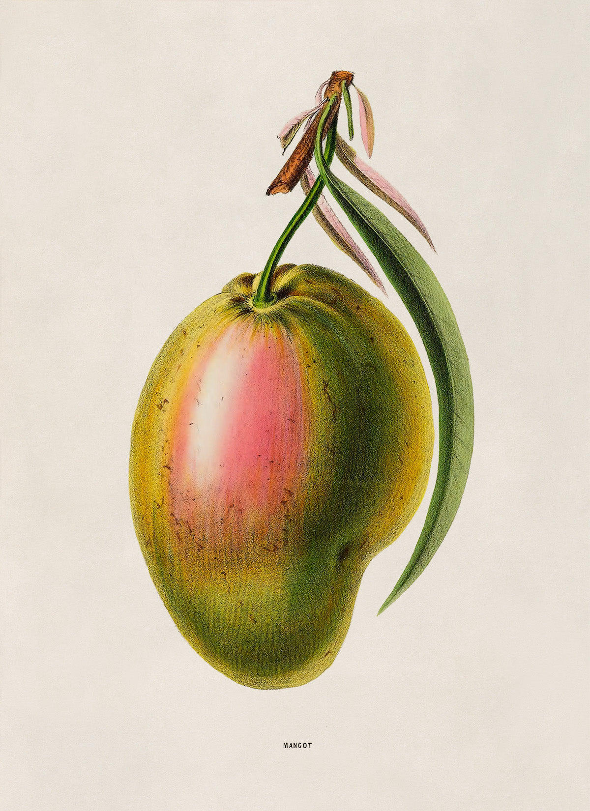 Mango Fruit Botanical Illustration Print, FDA165