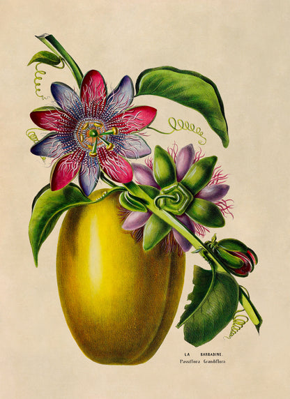 Passion Fruit Plant Botanical Illustration Print, FDA166