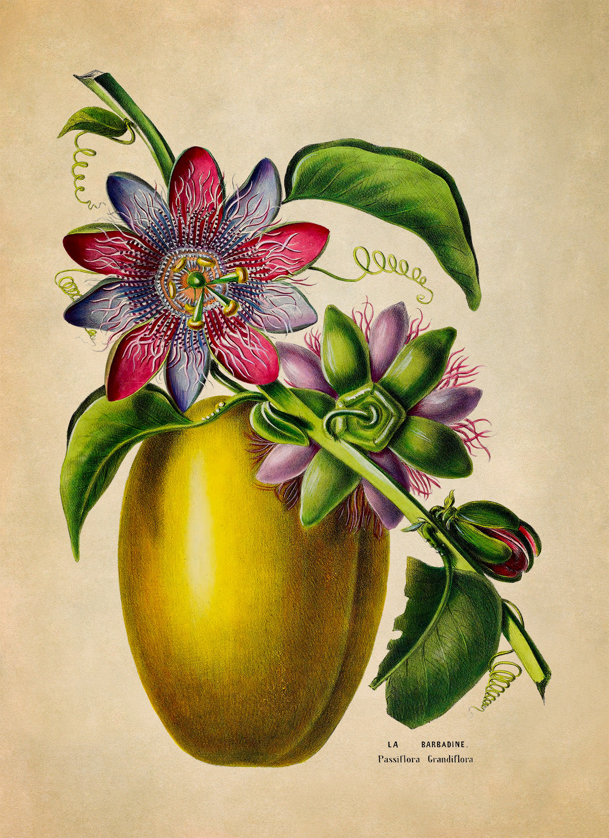 Passion Fruit Plant Botanical Illustration Print, FDA166