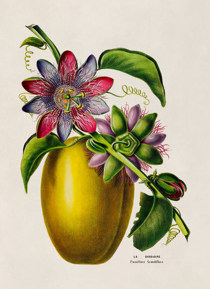 Passion Fruit Plant Botanical Illustration Print, FDA166